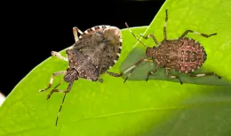 Two brown marmorated stink bugs on a green leaf, one larger with a mottled brown exoskeleton and another smaller with a reddish-brown hue.