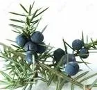 juniper berry
