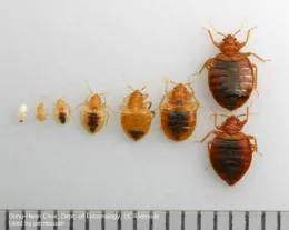 Egg, immature bed bugs, adult bed bugs (Credit: DH Choe)