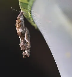 A Gulf Fritillary chrysalis hangs from its habitat. (Photo by Kathy Keatley Garvey)
