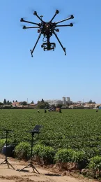 Drones can target pest outbreaks or hot spots in field crops and orchards, the authors related. (Photo by Elvira de Lange)