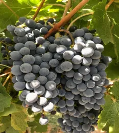 Cabernet Sauvignon
