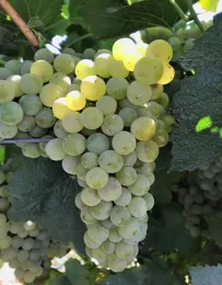 Chardonnay