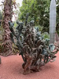 Echinopsis huascha, South Africa,