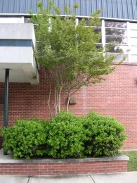 A good plant (crapemyrtle) planted in the wrong place.