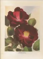Smalll botanical drawing of a Dr. Huey rose flower.