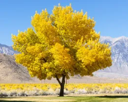 An ash tree with yellow leaves in a park