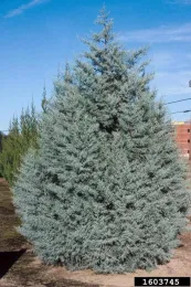 Gray foliage form of Arizona cypress (Photo J. Ruter)