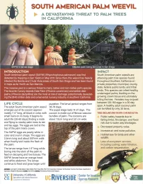 Introduction: A Devastating Threat to Palm Trees in California