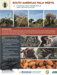 Common Palm Problems & Pest Identification