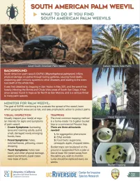 What to Do if You Find South American Palm Weevils