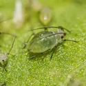 aphid