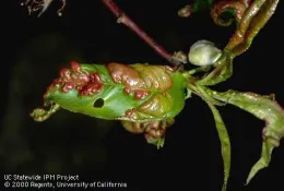 Peach leaf curl, UC IPM photo by Jack Kelly Clark