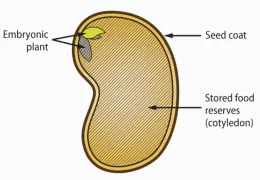 Illustrated Seed Structure, California Master Gardener Handbook