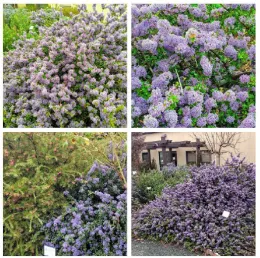 ceanothus