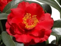 camellia flower