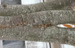 Included bark between co-dominant leaders