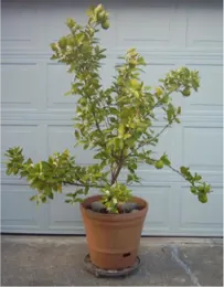 Citrus in a castered container