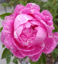 VicK's Caprice by Debbie DiNoto