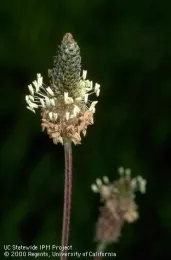 Buckhorn plantain inflorescence(Credit: Jack Kelly Clark)