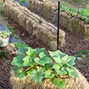 straw bale garden