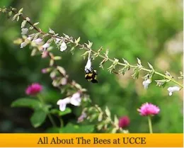UCCE bees banner