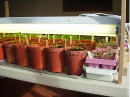 Tomato and pepper seedlings under adjustable-height fluorescent lights, by Laura Monczynski