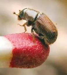 Mountain Pine Beetle (USFS)