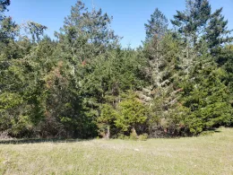 Branch dieback of Douglas-fir on the coast (Matt Greene)