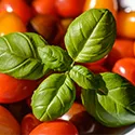 tomatoes and basil