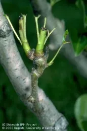 Foliage damage by UC IPM