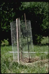 Tree guard by UC ANR