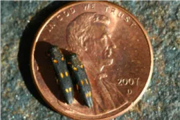 Goldspotted oak borer (GSOB) displayed on a copper penny, for size, UCANR.