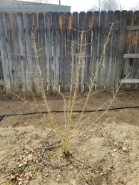A young pomegranate after it has been pruned with several limbs removed completely and long branches made shorter.