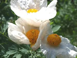 Matilija Poppy, Altacal Audubon Society