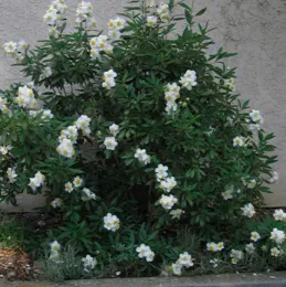 Carpenteria californica (Bush anemone)