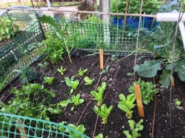 Winter Kale and Broccoli