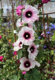 'Halo Candy' Hollyhock, courtsey of Annie's Annuals