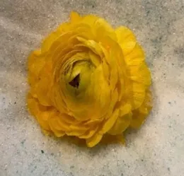 This single ranunculus took 2 minutes to dry at 50% power in a 1000-watt microwave.