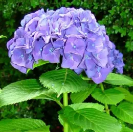 July – Mophead Hydrangea