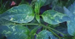 Pest - Disease-Tobacco Mosaic virus photo