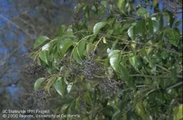 Pest - Invasive Privet