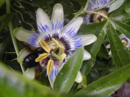 This carpenter bee likes the unusual flower of the passion vine