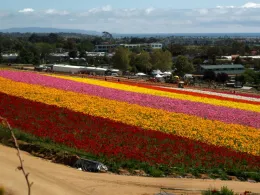 Carlsbad Flower Field