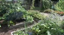 Vegetable Garden