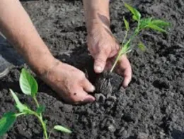 Transplanting Seedlings