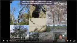 Phytophthoras (Part 2)