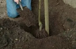 Planting Bare Root Trees