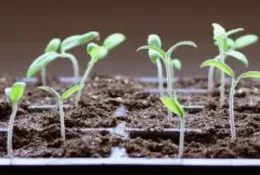 Spring Seed Starting