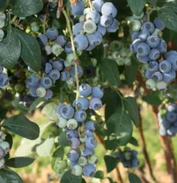 Blueberry fruit